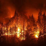 Forest engulfed in intense wildfire at night