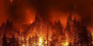Forest engulfed in intense wildfire at night