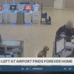 Golden Doodle Abandoned at Airport: Heartwarming Twist Abandoned dog at Reid Airport in Las Vegas finds forever home