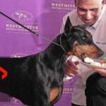 Doberman Shocks Westminster with Historic Win Westminster Dog Show: Canada's Penny the Doberman