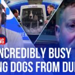 Pets Abandoned Amid Dubai Evacuation Chaos Stranded dogs in Dubai: What's the situation