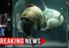 Husband BURNS Wife Alive: Zoo Incinerator Horror