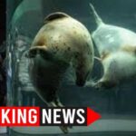 Husband BURNS Wife Alive: Zoo Incinerator Horror Husband BURNS Wife Alive: Zoo Incinerator Horror