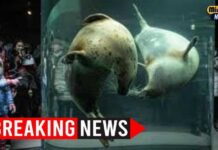 Husband BURNS Wife Alive: Zoo Incinerator Horror