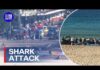 Shark MAULS Woman – Turns Beach Red! Woman fighting for life after Sydney shark attack | 9 News Australia