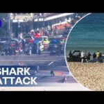 Shark MAULS Woman – Turns Beach Red! Woman fighting for life after Sydney shark attack | 9 News Australia