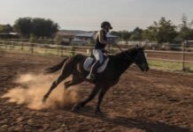 Teen Girl ARRESTED – Stabbed 3 Racehorses! Teenage girl charged in stabbing of horses at Las Vegas barrel racing event