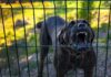 A dog barking loudly from behind a fence
