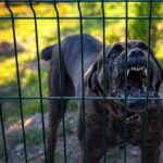 155 RESCUED From House Of Horrors A dog barking loudly from behind a fence