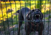 155 RESCUED From House Of Horrors A dog barking loudly from behind a fence