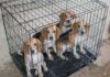 Four beagle puppies in a metal crate