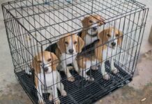 Four beagle puppies in a metal crate