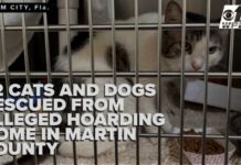Some rescued pets from Martin County hoarding home have microchips