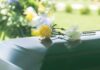Yellow rose and white carnation on a green casket