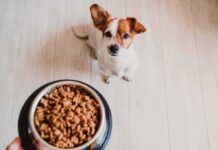 Small dog looking up at a bowl of kibble