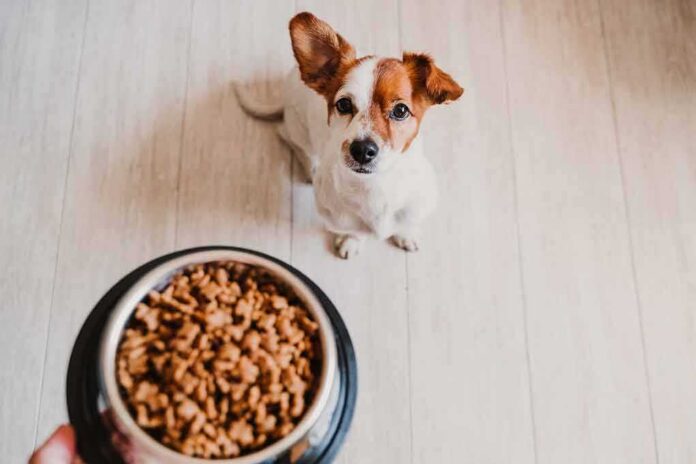 Small dog looking up at a bowl of kibble