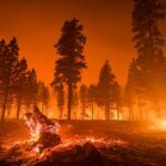 Convicted Killer Nabbed In Wildfire Inferno Wildfire burning through a pine forest at night