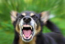 Aggressive dog snarling with bared teeth